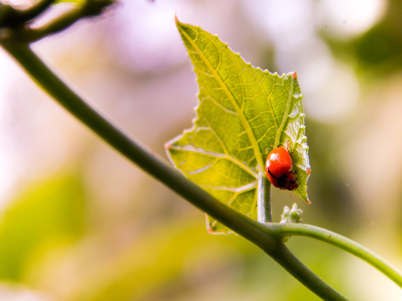 ladybird insect nature free photo