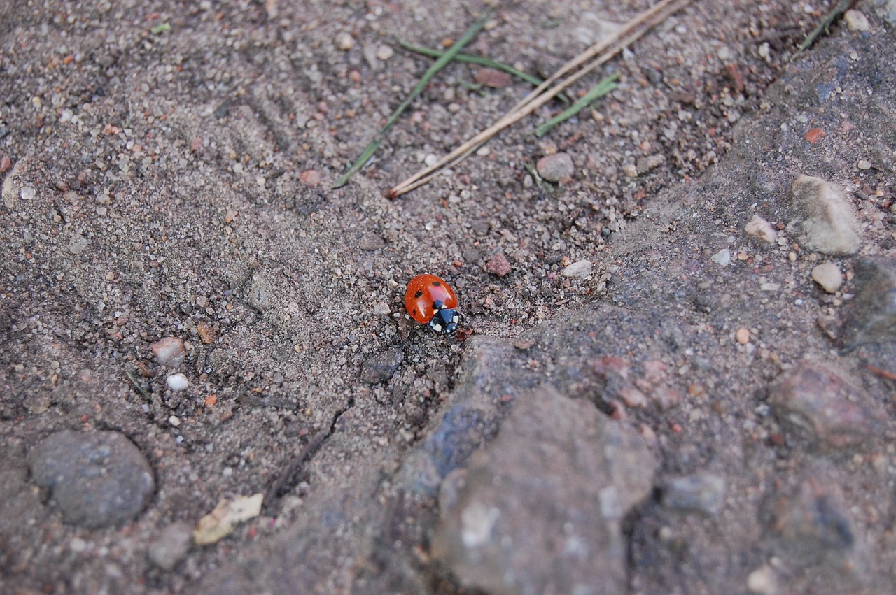 ladybird macro small free photo