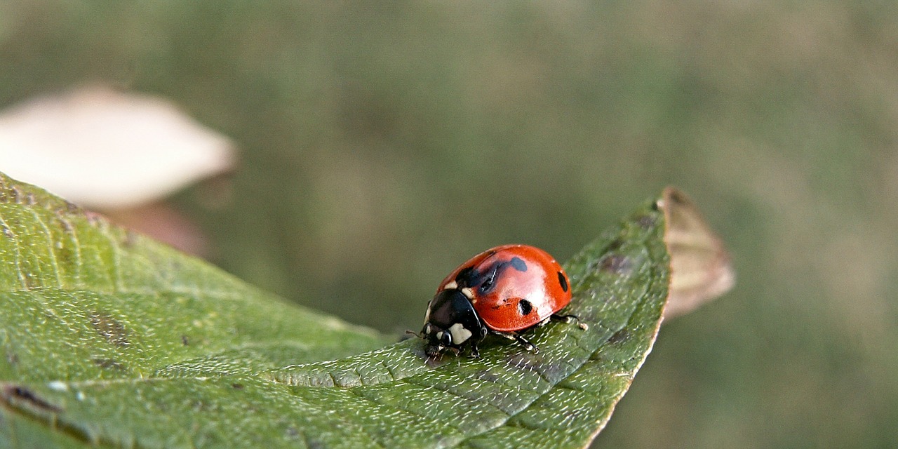 ladybird sedmitečné sheet free photo