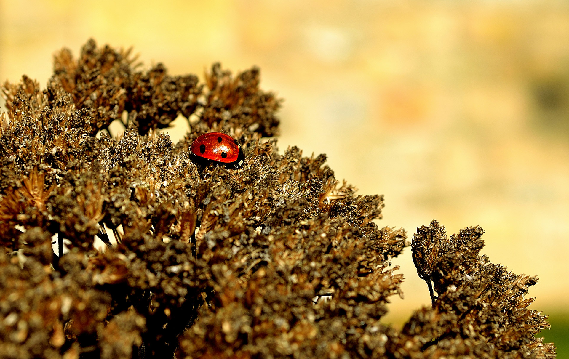 ladybird macro insect free photo