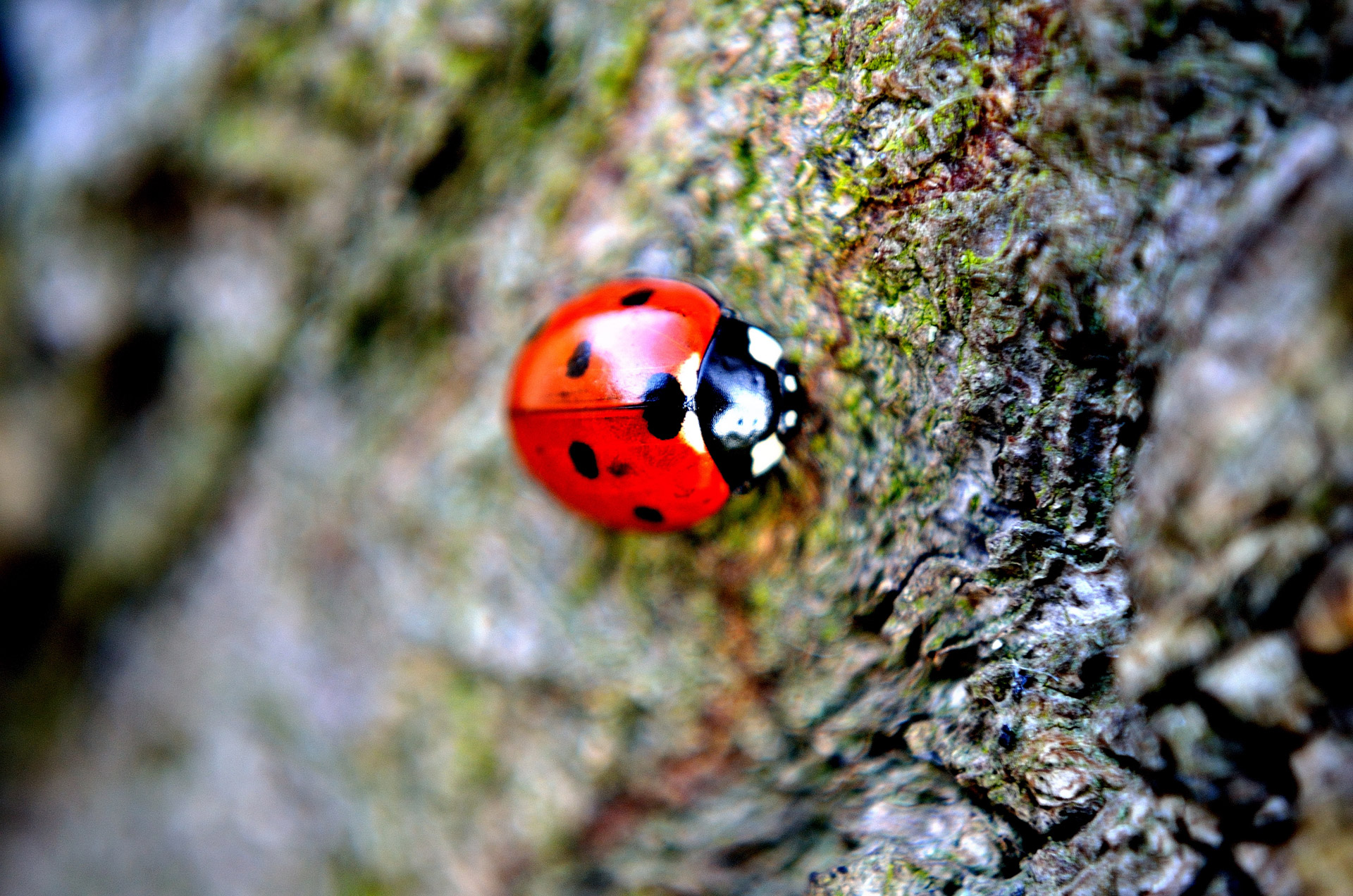 ladybird macro insect free photo