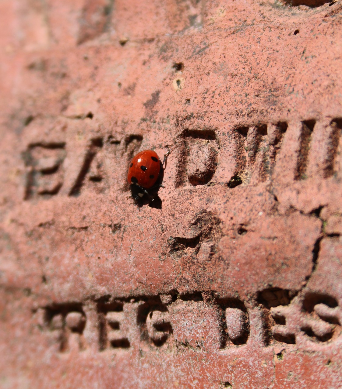 ladybird brick text free photo