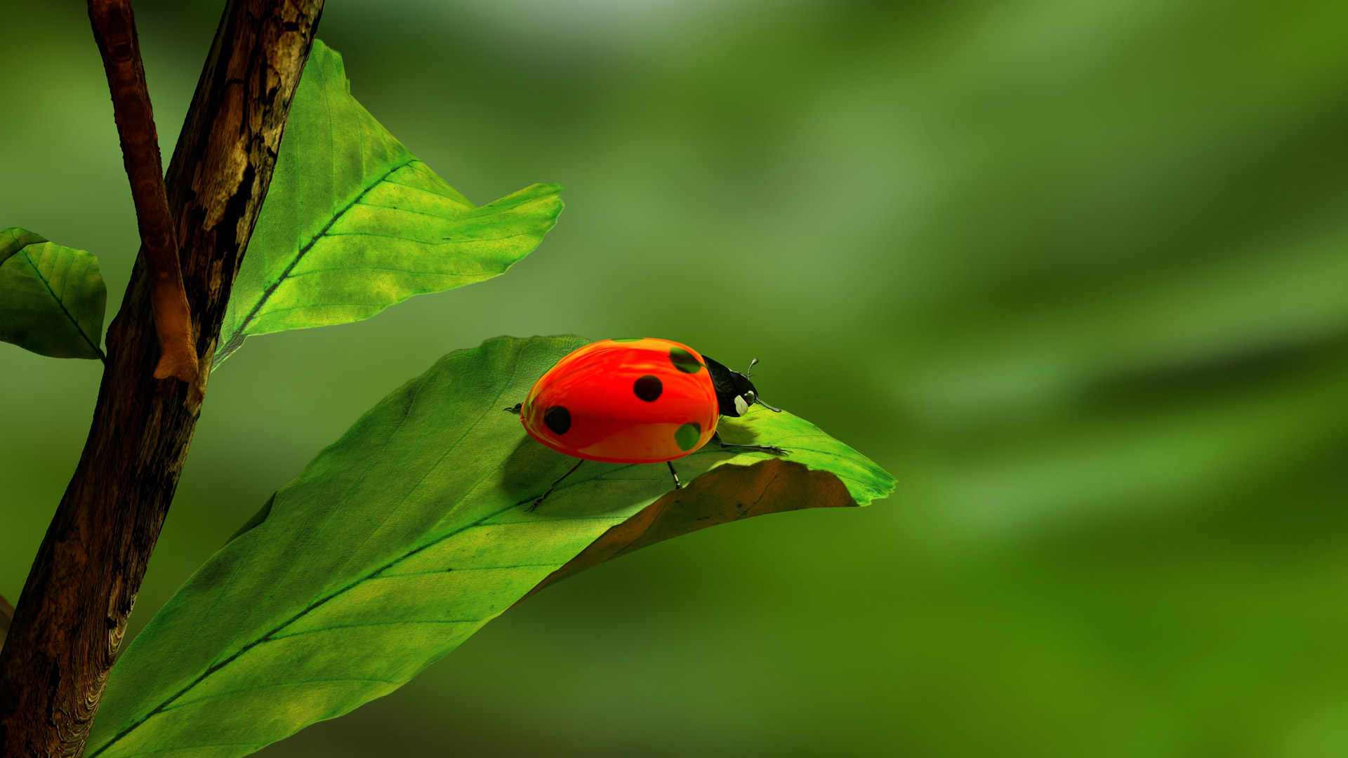 ladybird leaf green free photo