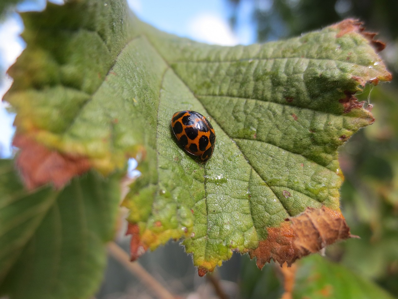 ladybird ladybug beetle free photo