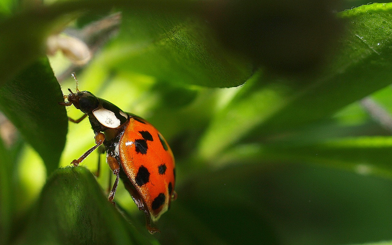 ladybird insect bug free photo