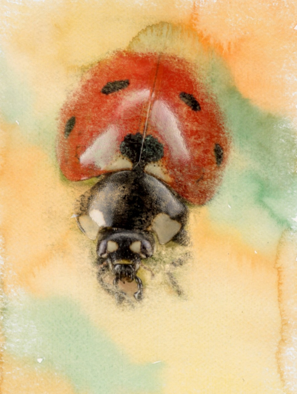 ladybird art background free photo