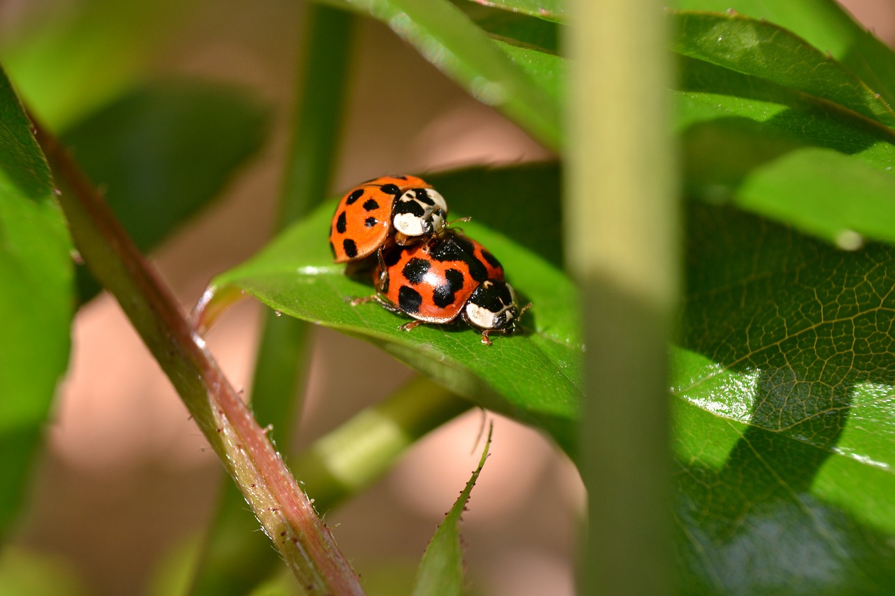 ladybird mating spots free photo