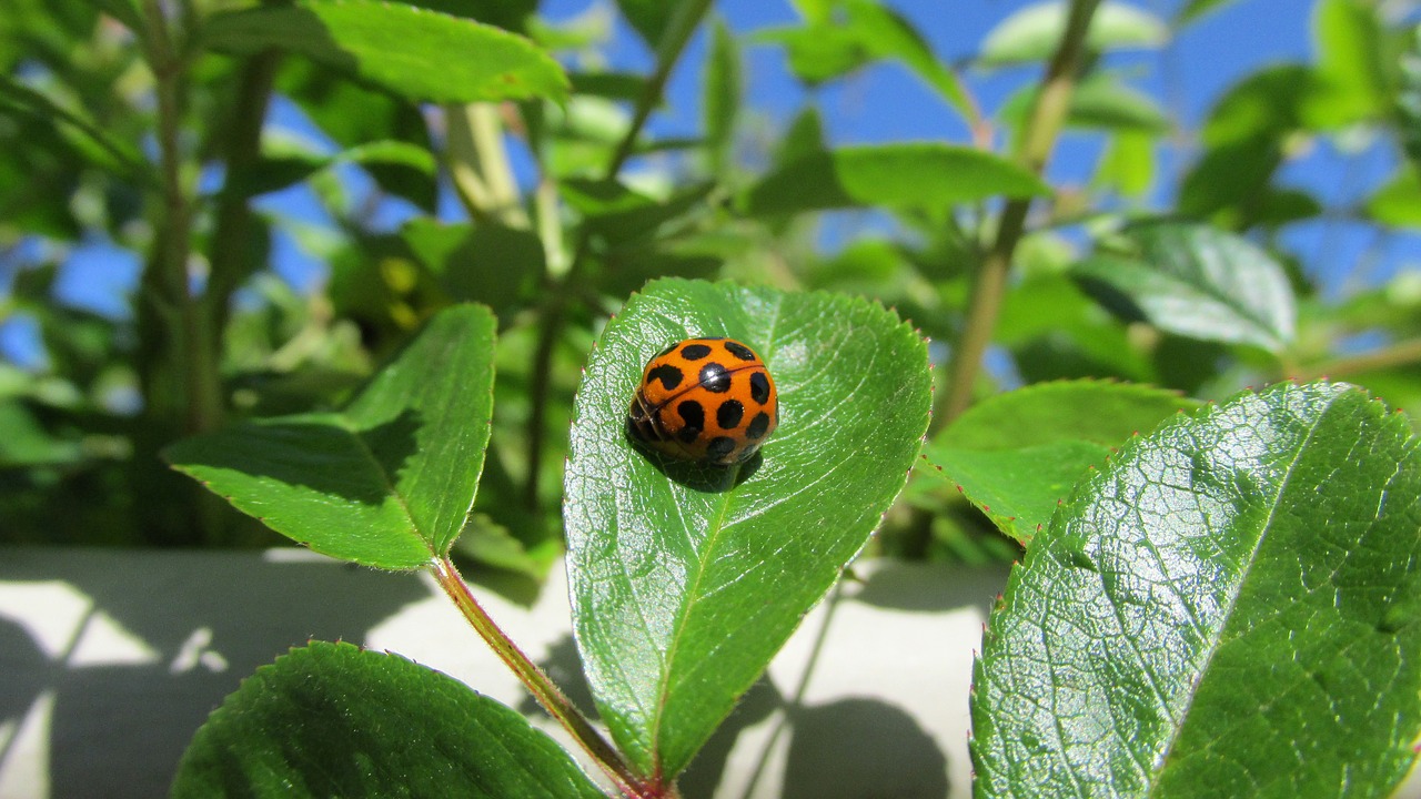 ladybird rose leaves garden free photo