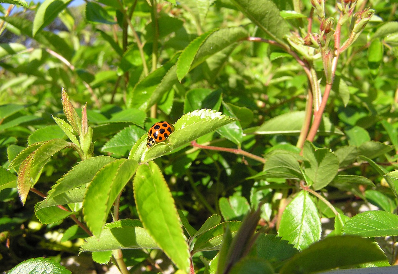 ladybird gathering pollen garden free photo