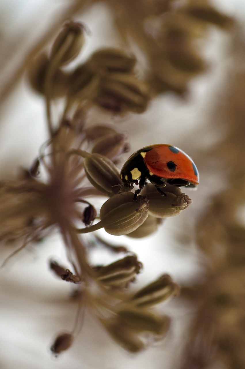 ladybird red ladybug free photo