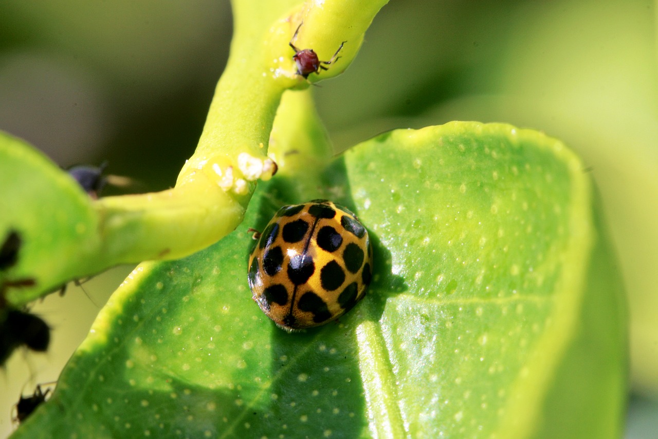 ladybird ladybug aphid free photo