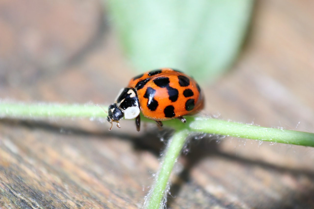 ladybird  insect  spots free photo