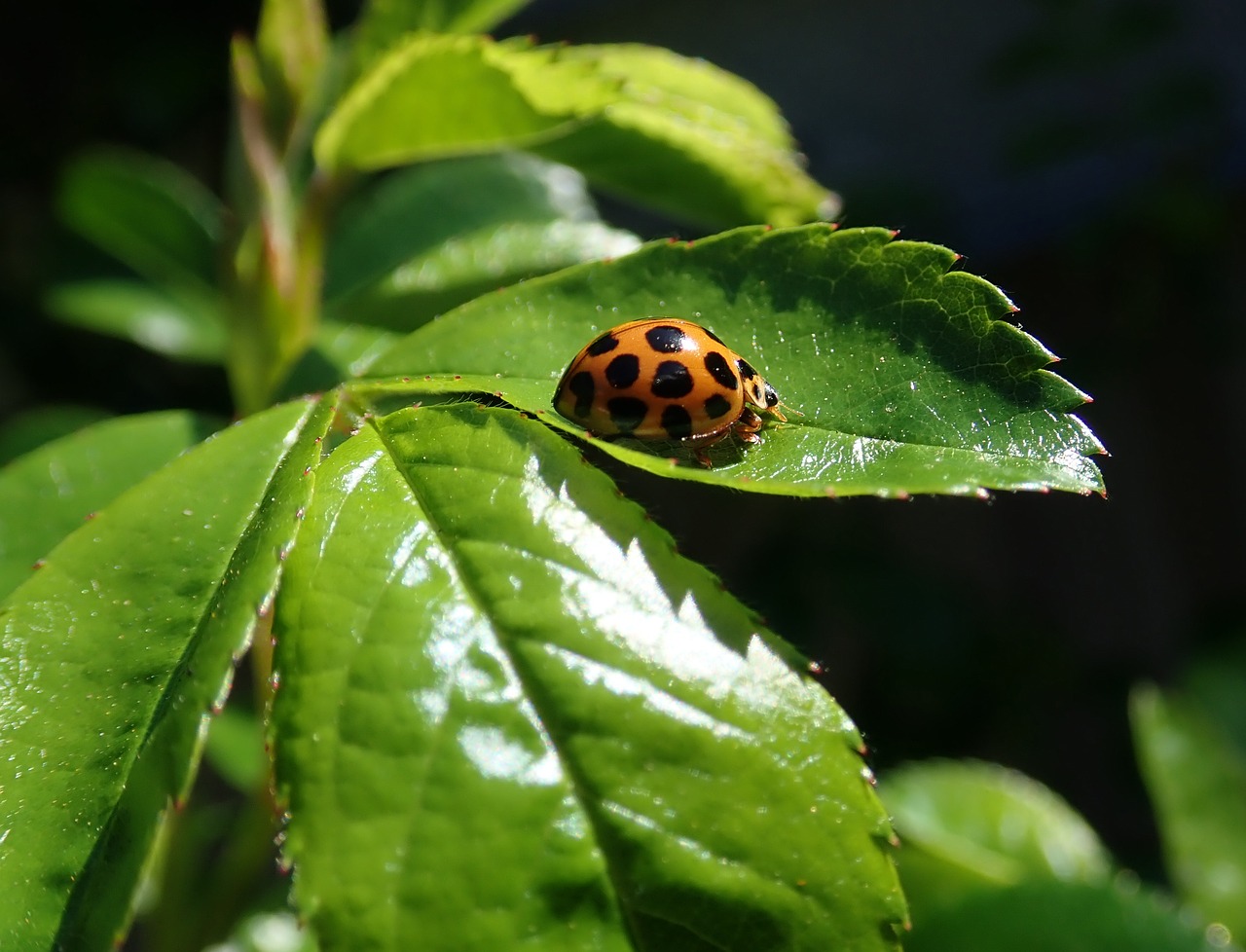 ladybird  insect  leaves free photo