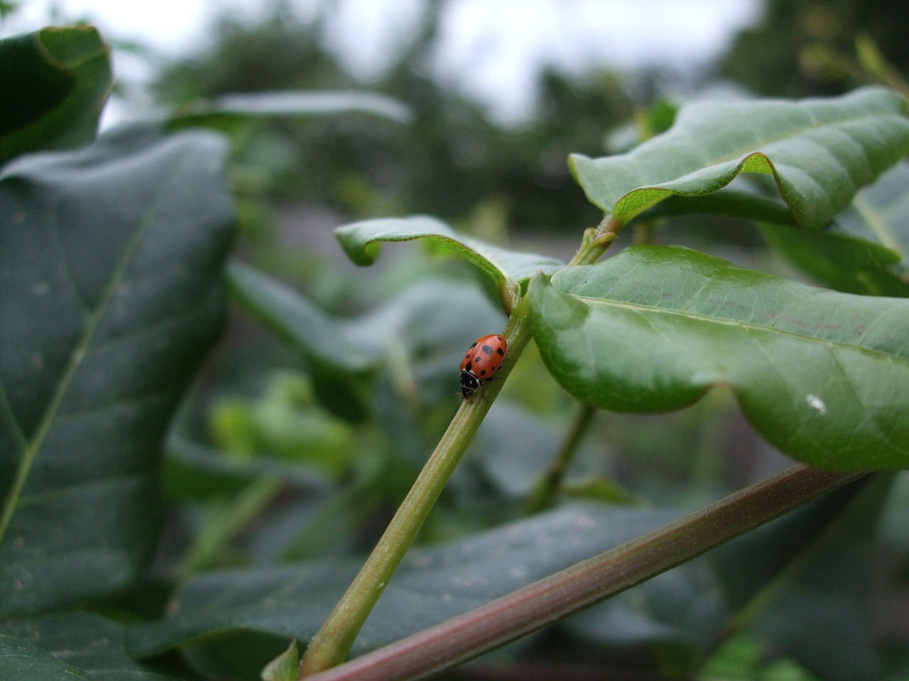 ladybird  ladybug  insect free photo