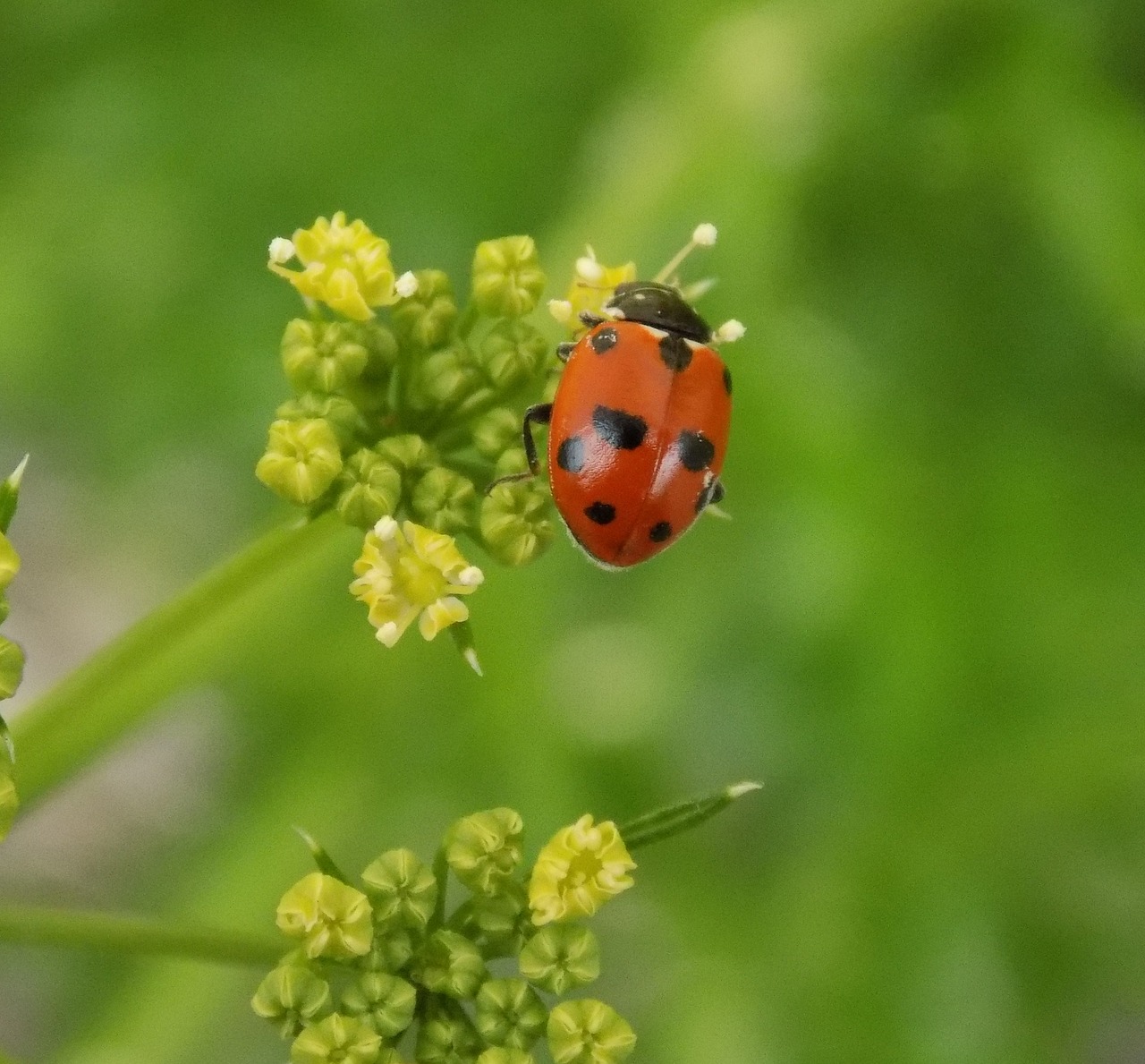 ladybird  nature  flower free photo