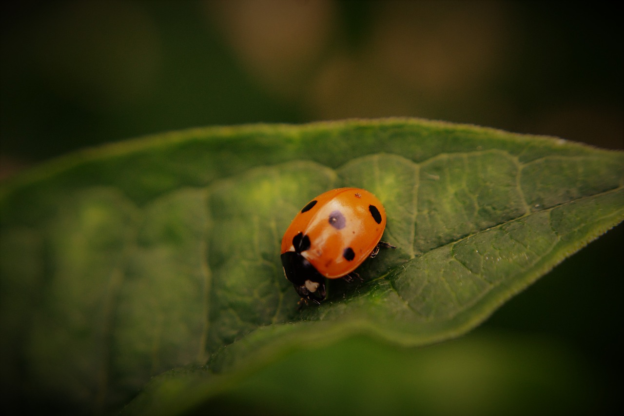 ladybird  insect  ladybug free photo