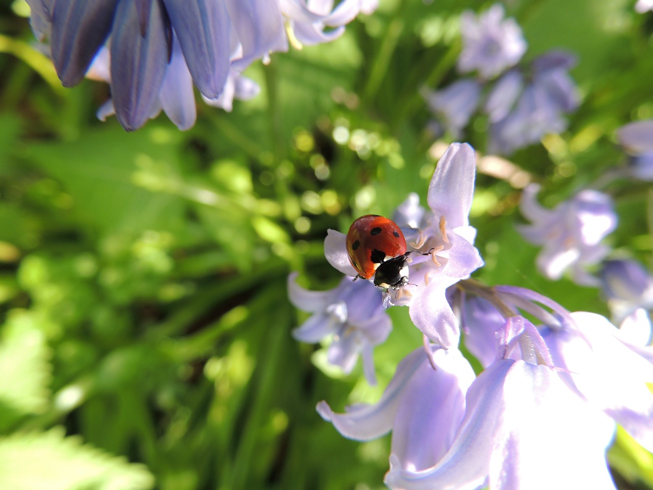 ladybird flower nature free photo