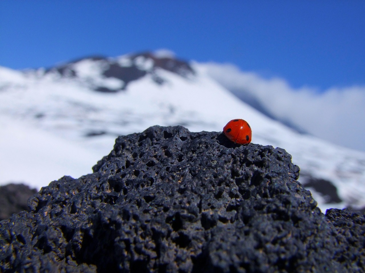 ladybird etna italy free photo