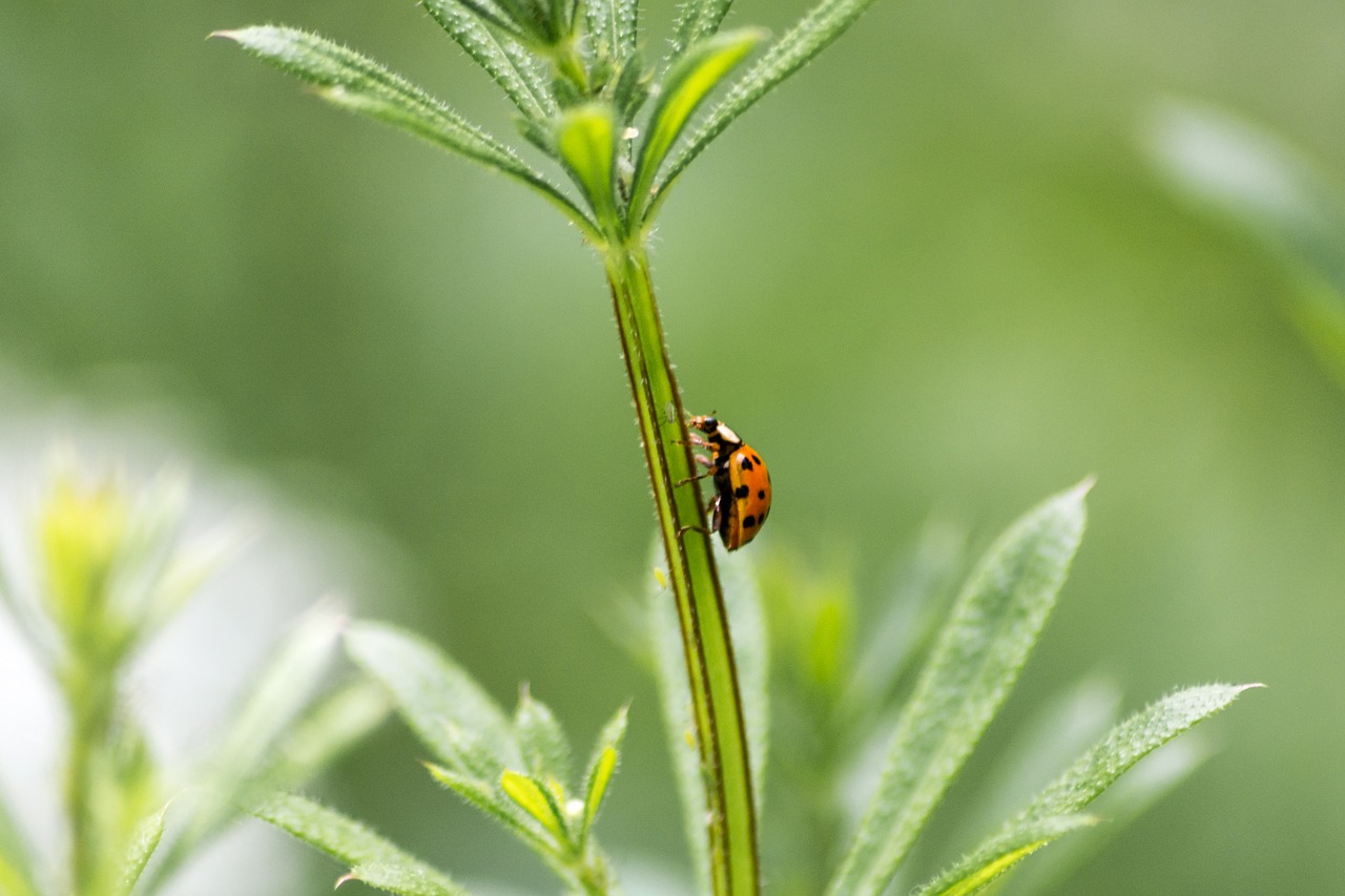 ladybird ladybug beetle free photo