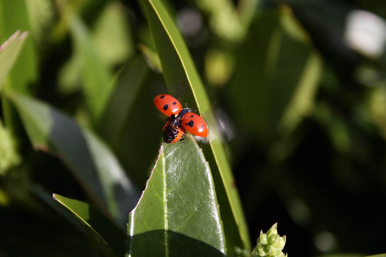 ladybird insect nature free photo