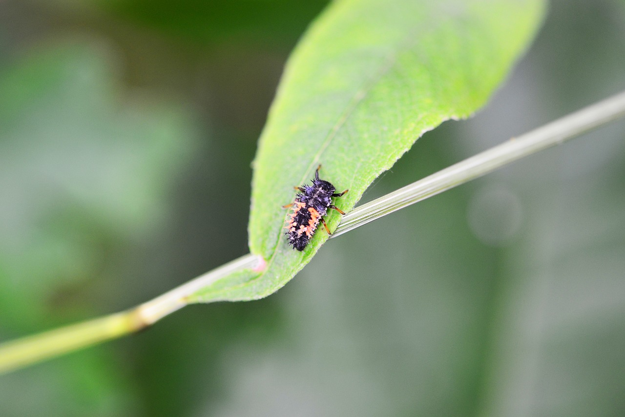 ladybird larvae adult larvae harlequin ladybird larvae free photo