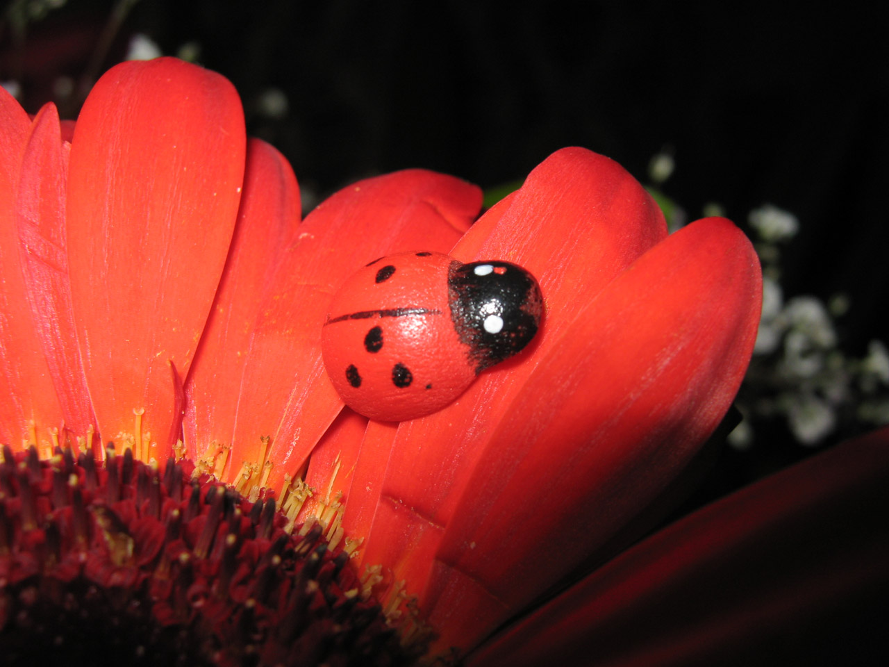 ladybird flower orange free photo