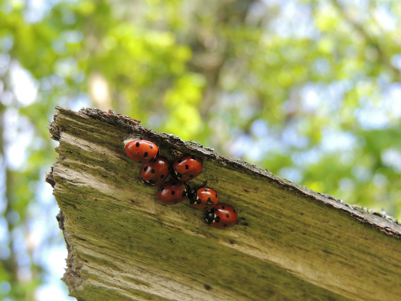 ladybirds macro family free photo