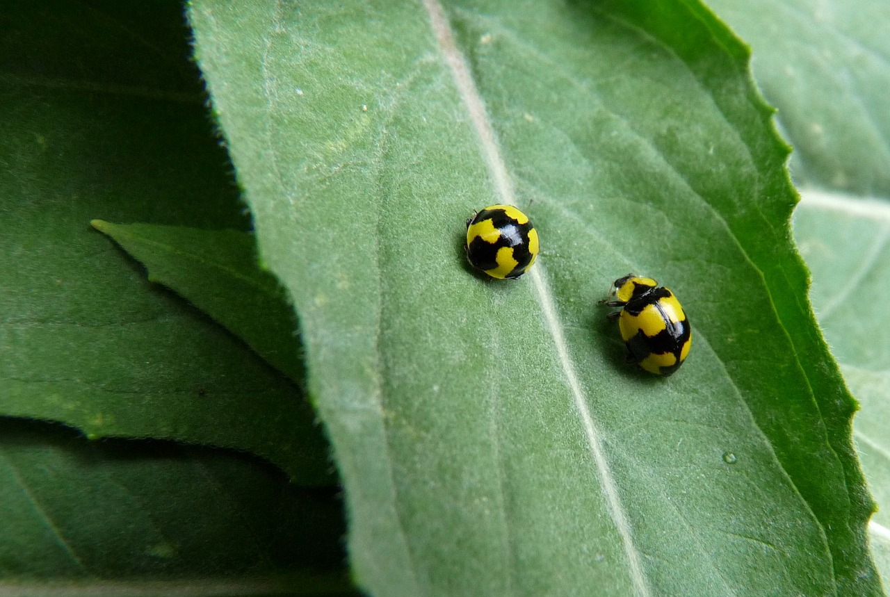 ladybirds insects yellow free photo