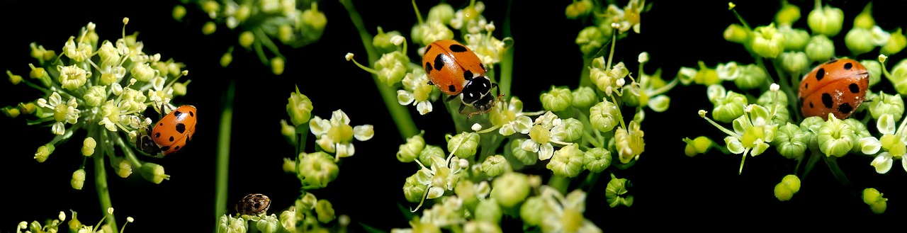 ladybirds  insects  parsley free photo
