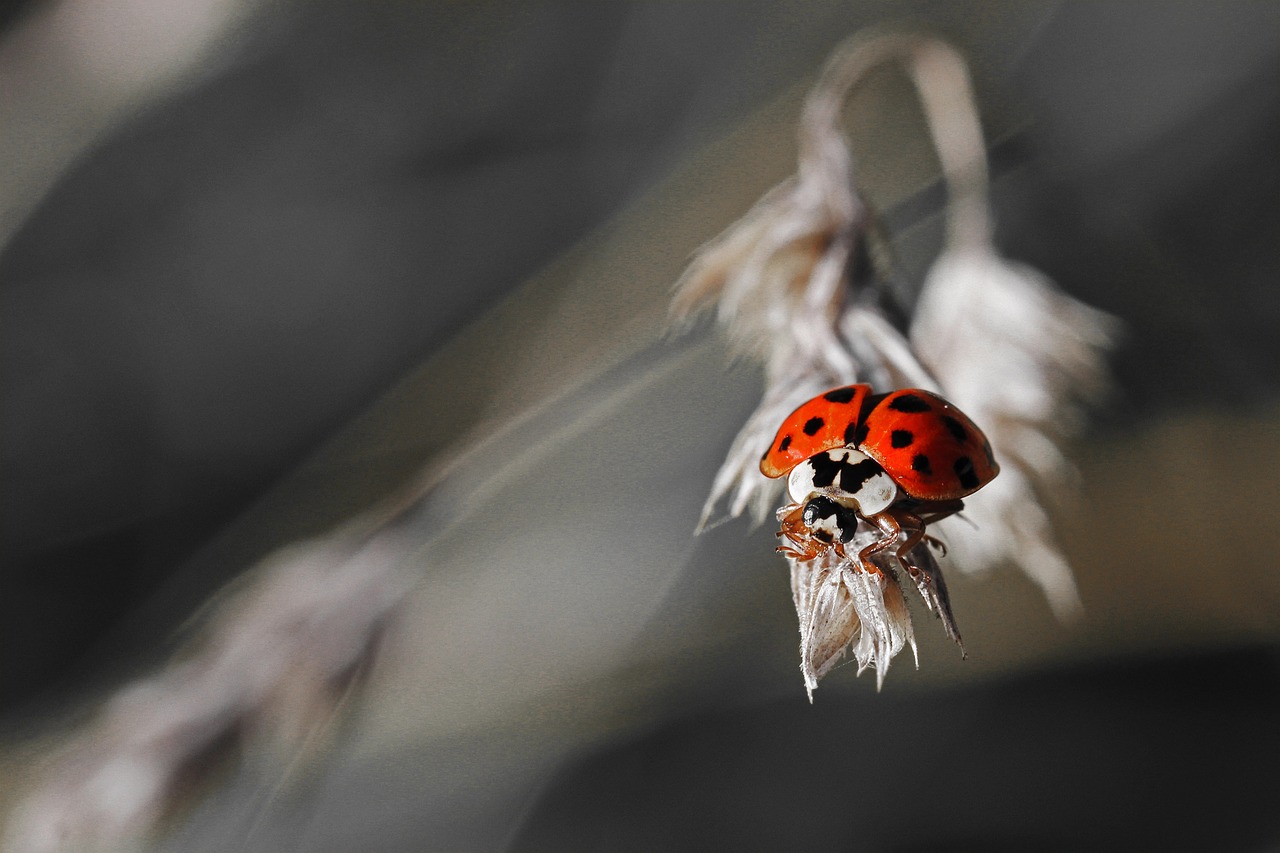 ladybug grass atmosphere free photo