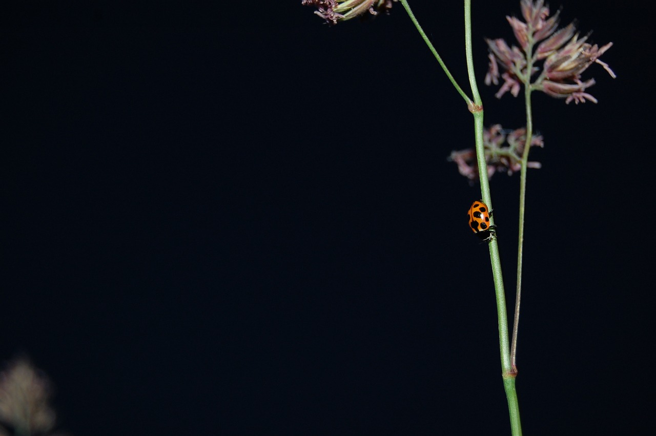 ladybug straws plant free photo