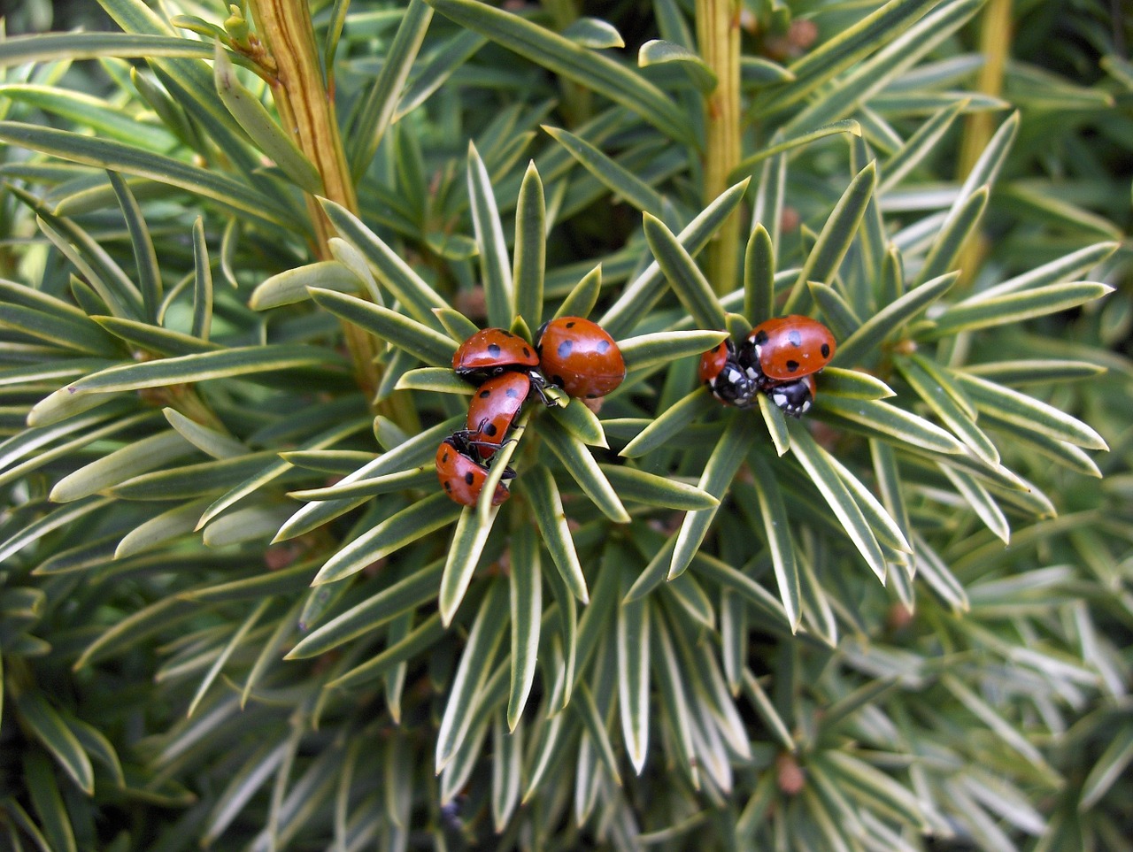 ladybug insect spring free photo