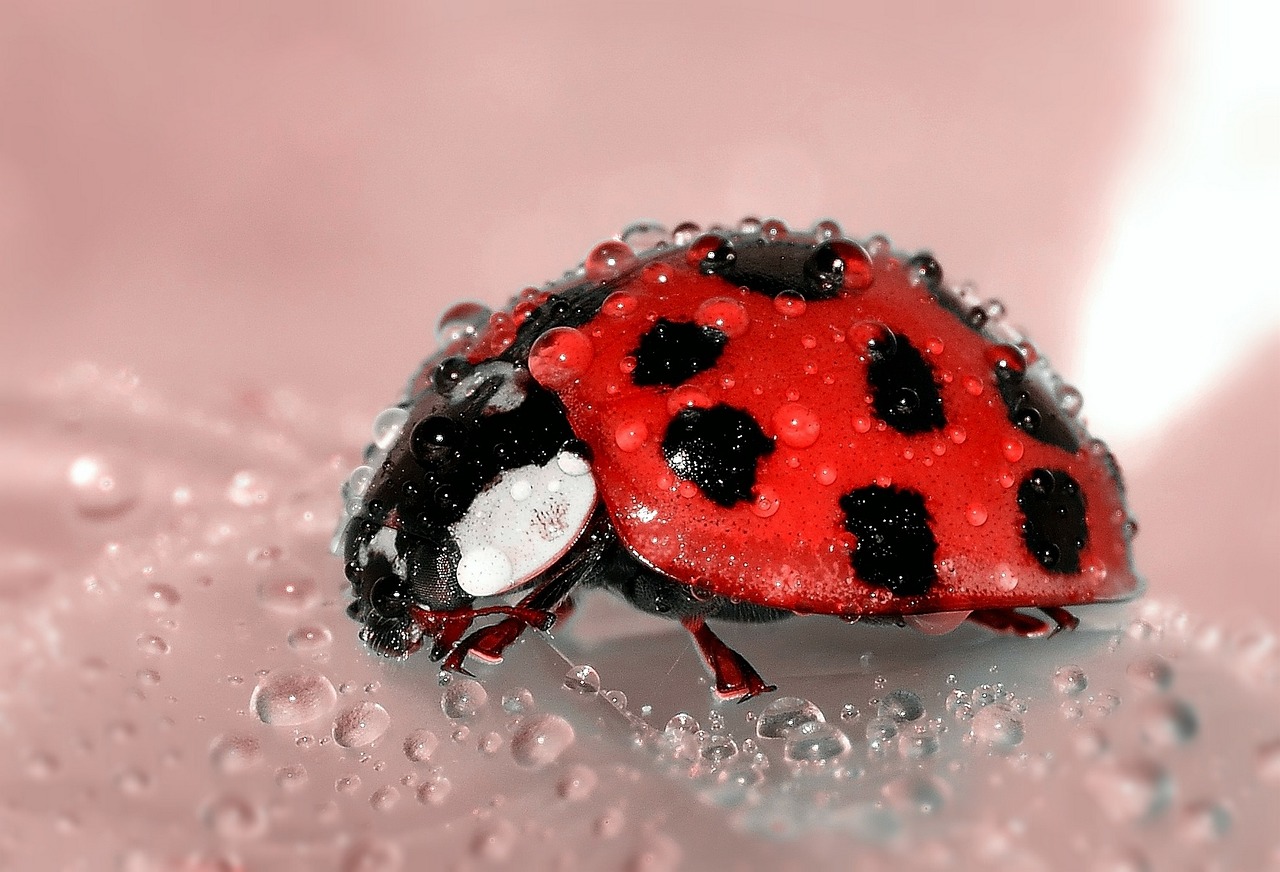 ladybug beetle insect free photo