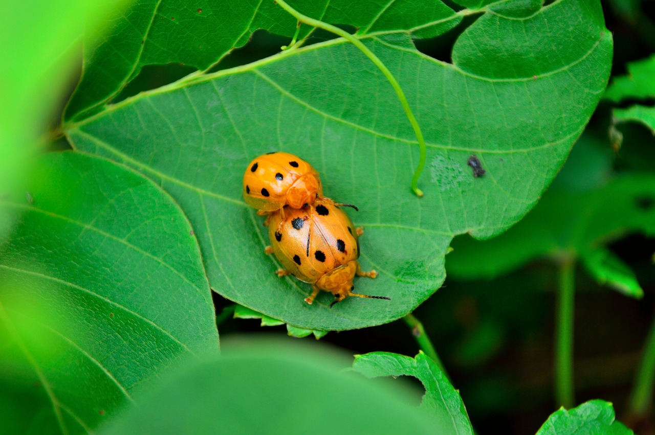 ladybug insect mating free photo