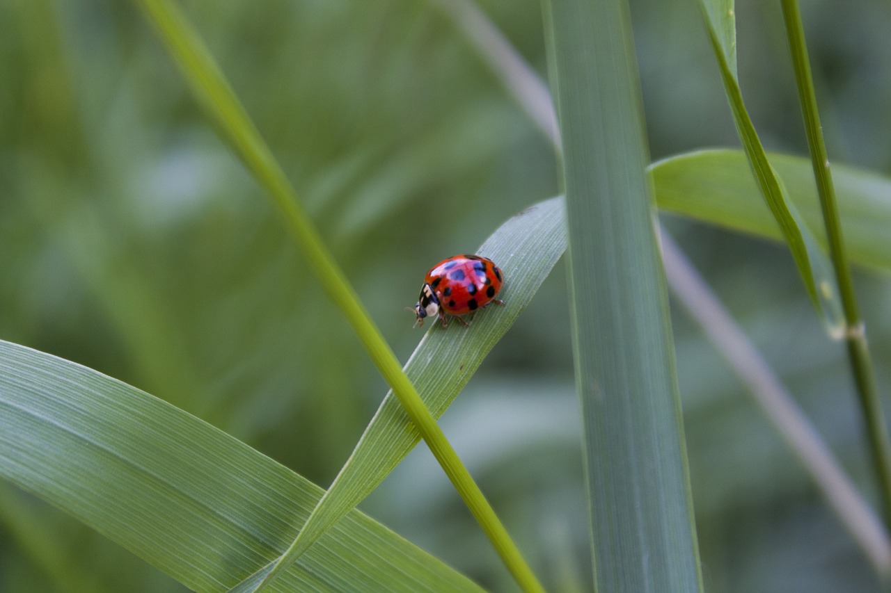 ladybug nature bug free photo