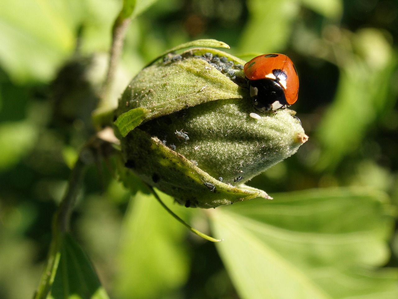 ladybug insect spring free photo