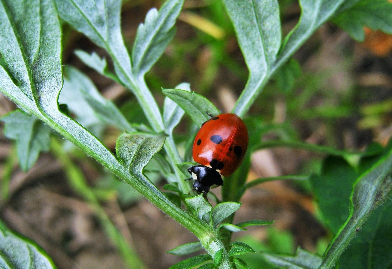 ladybug lucky charm beetle free photo