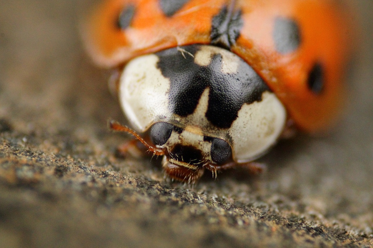 ladybug beetle macro free photo