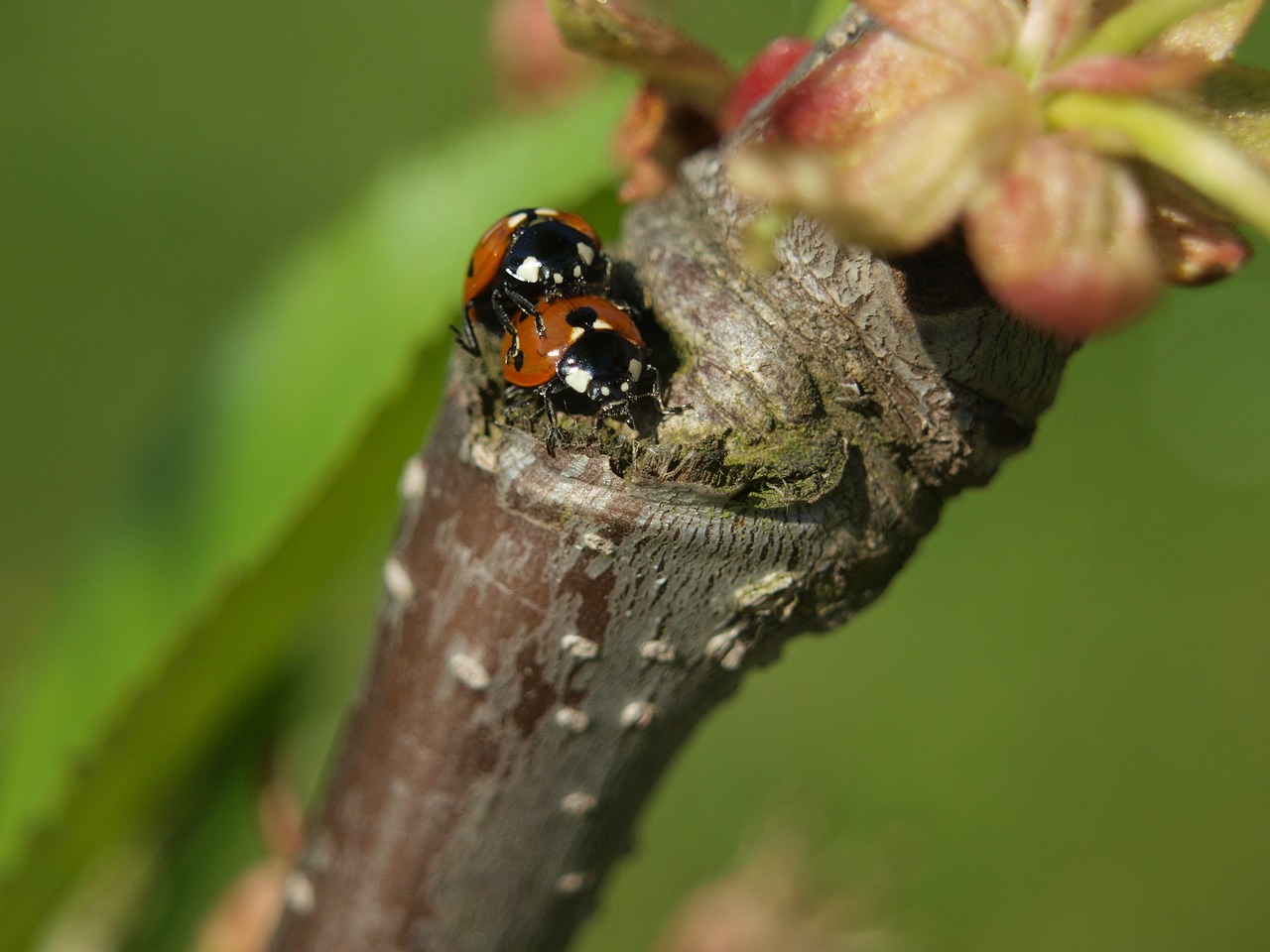 ladybug pairing close free photo
