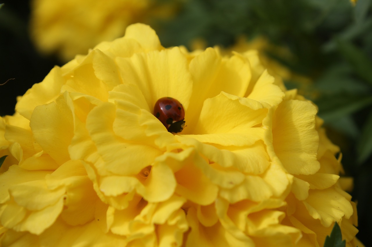 ladybug flower cards free photo