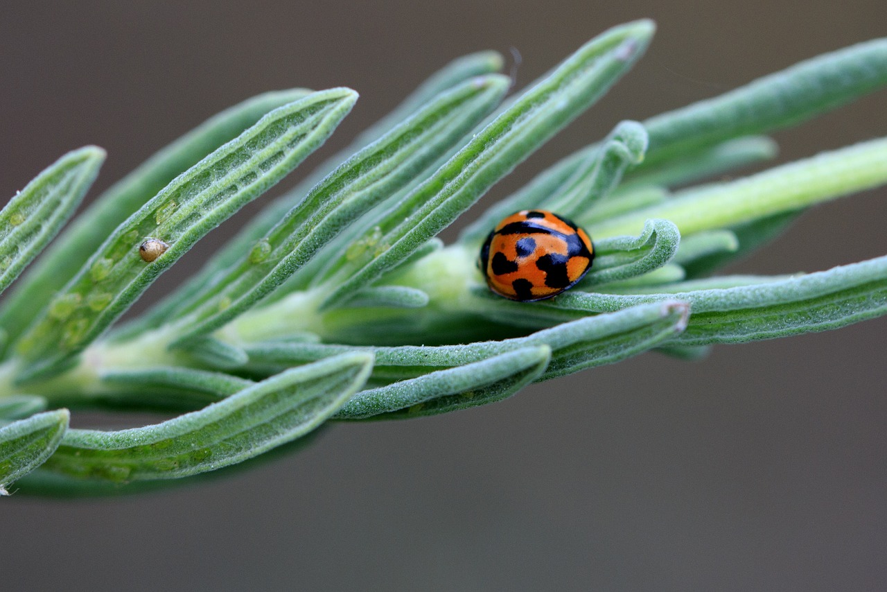 ladybug shine green free photo