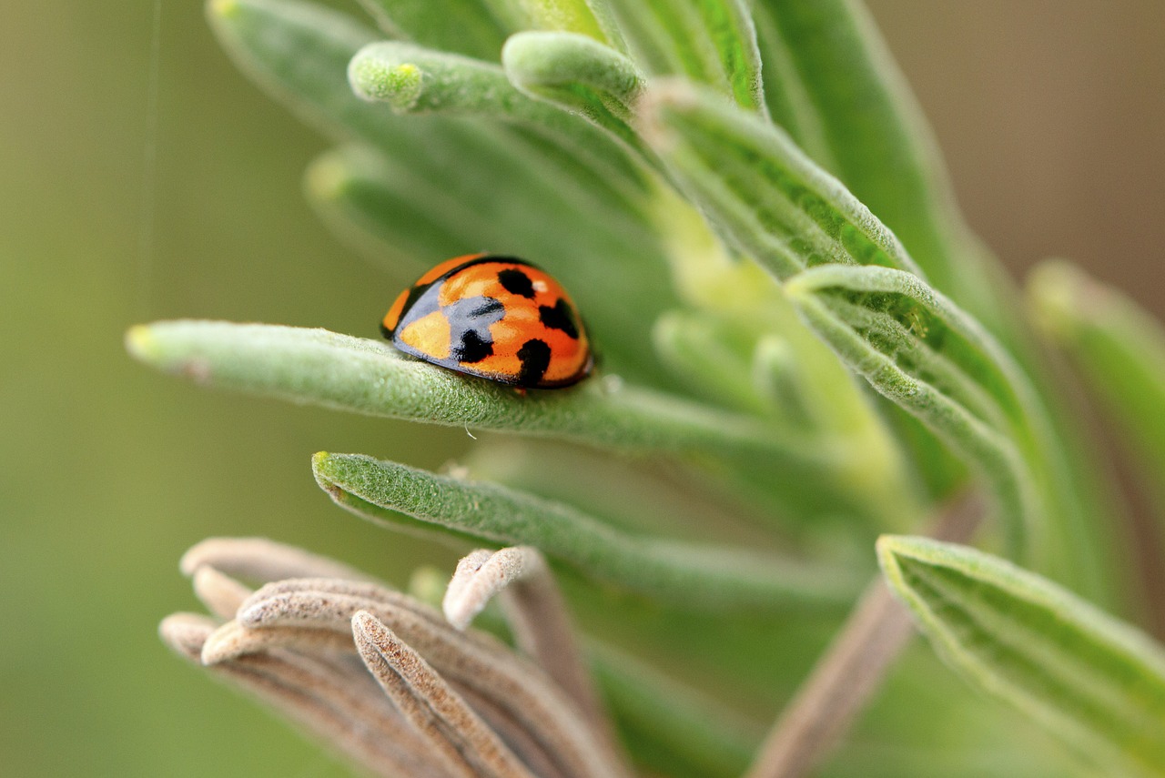 ladybug shine green free photo