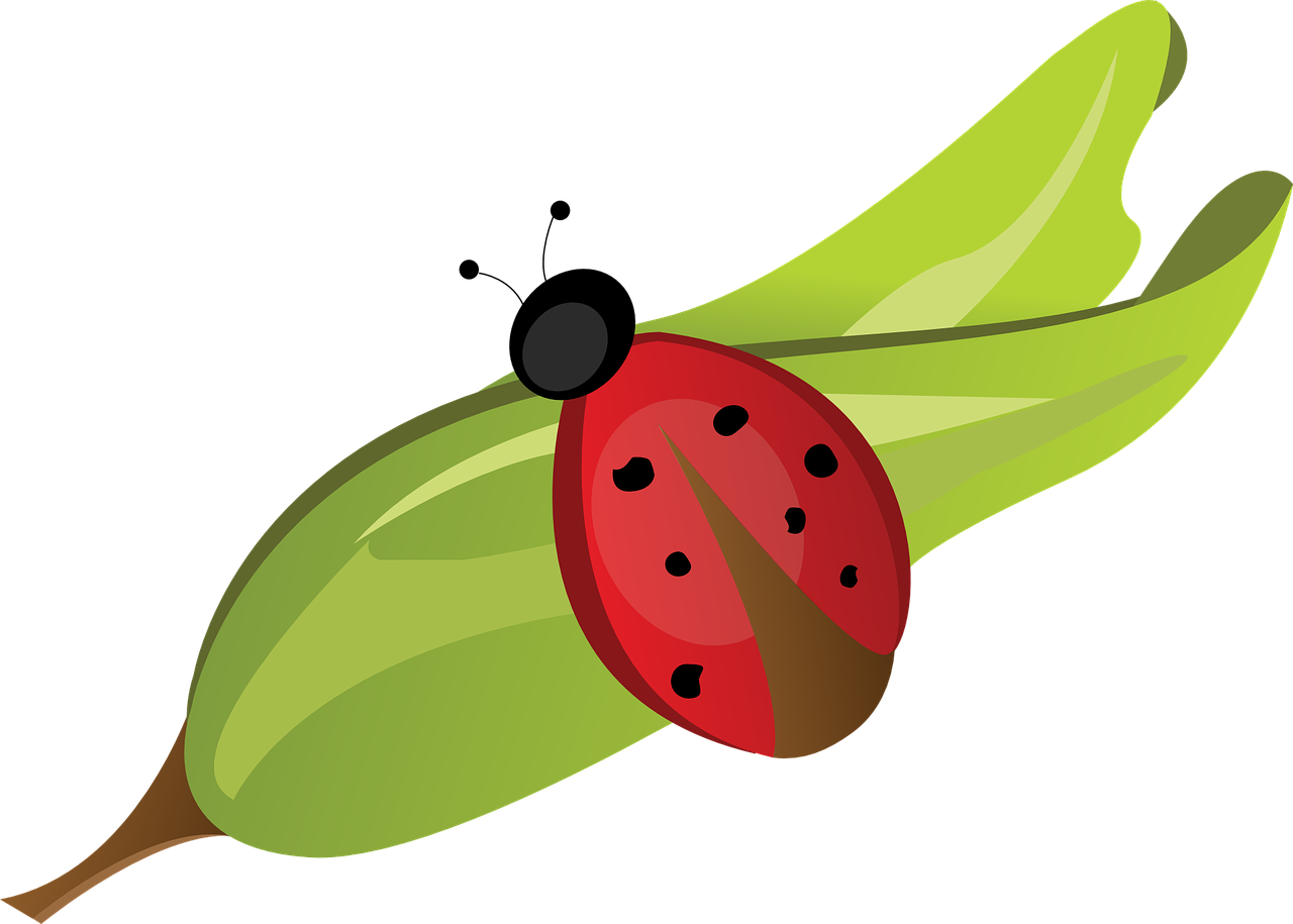 ladybug leaf red free photo