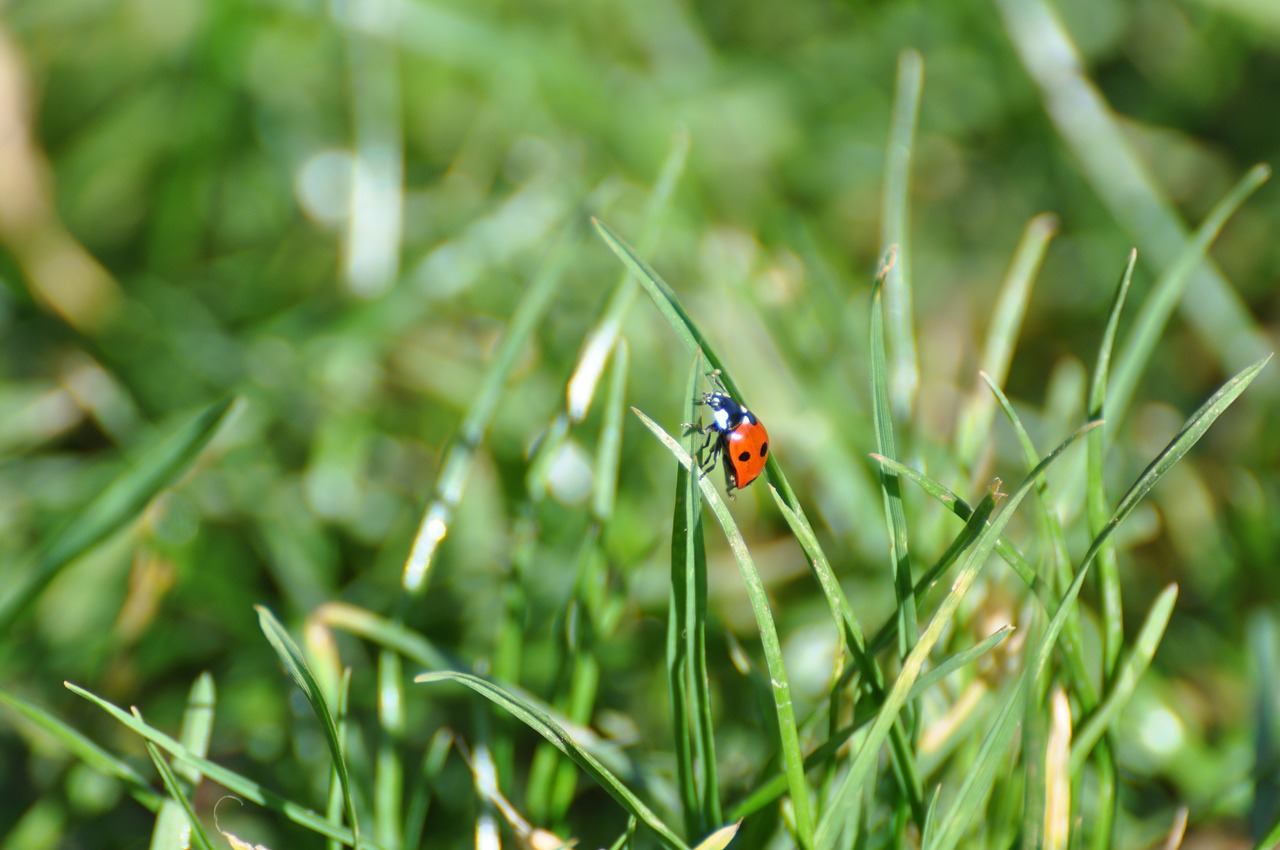 ladybug insect garden free photo