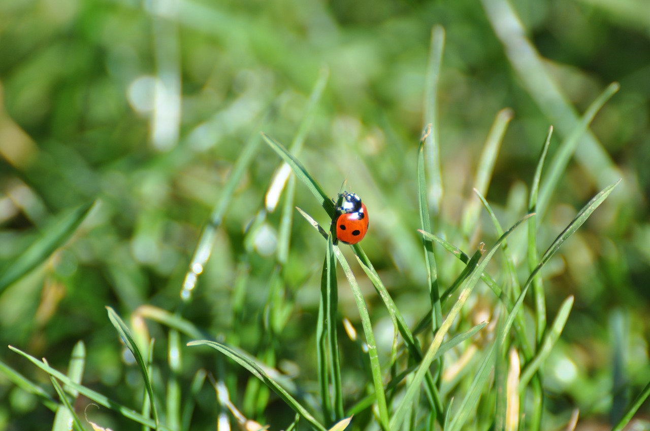 ladybug insect garden free photo