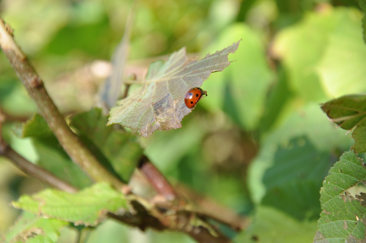 ladybug insect garden free photo