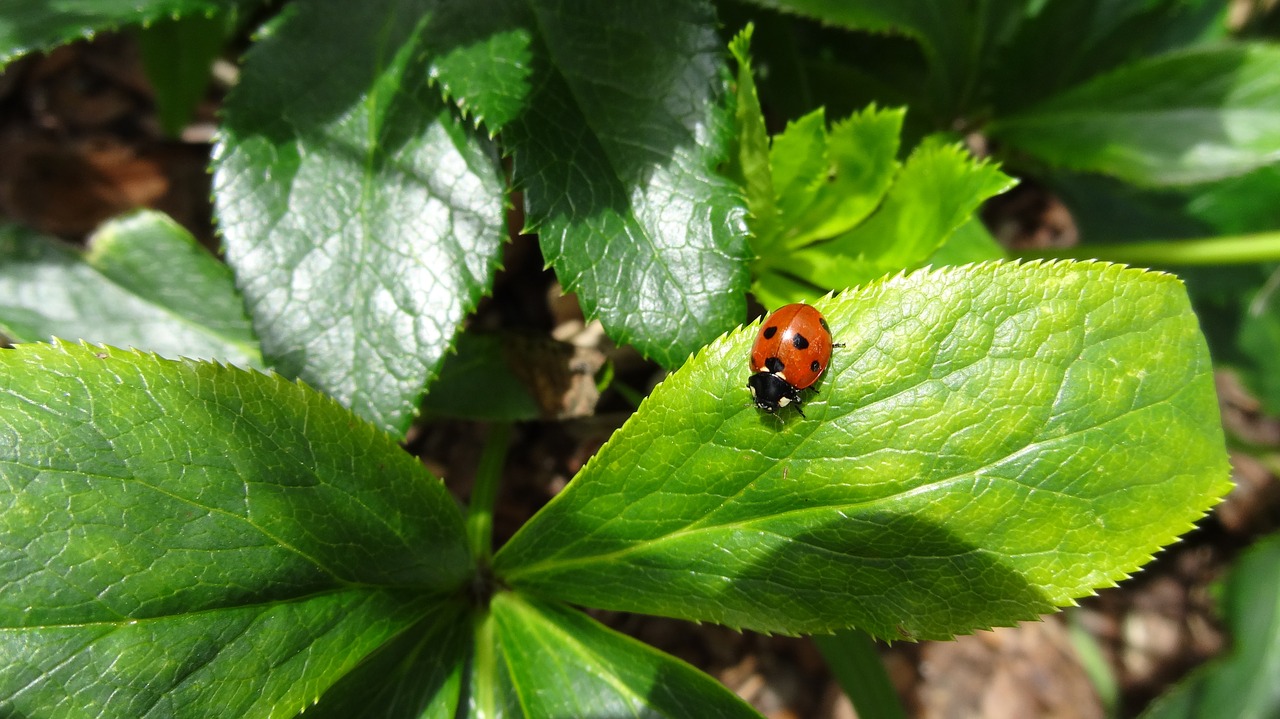 ladybug leaves lucky charm free photo