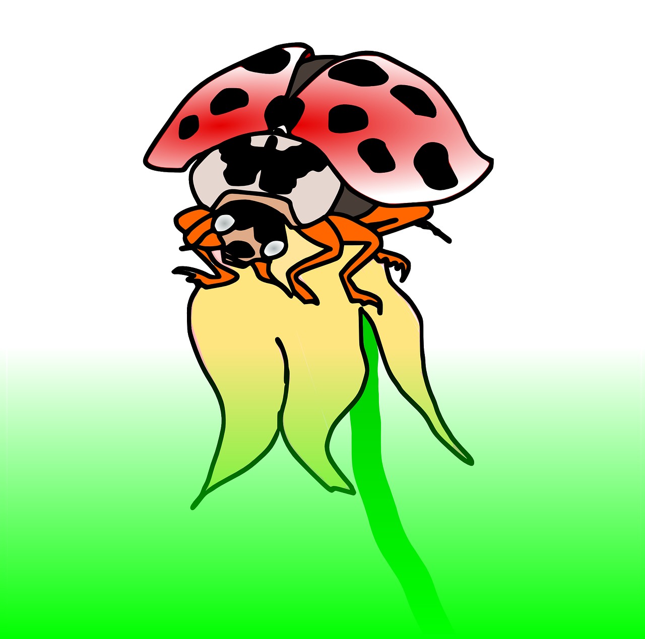 ladybug insect vector free photo