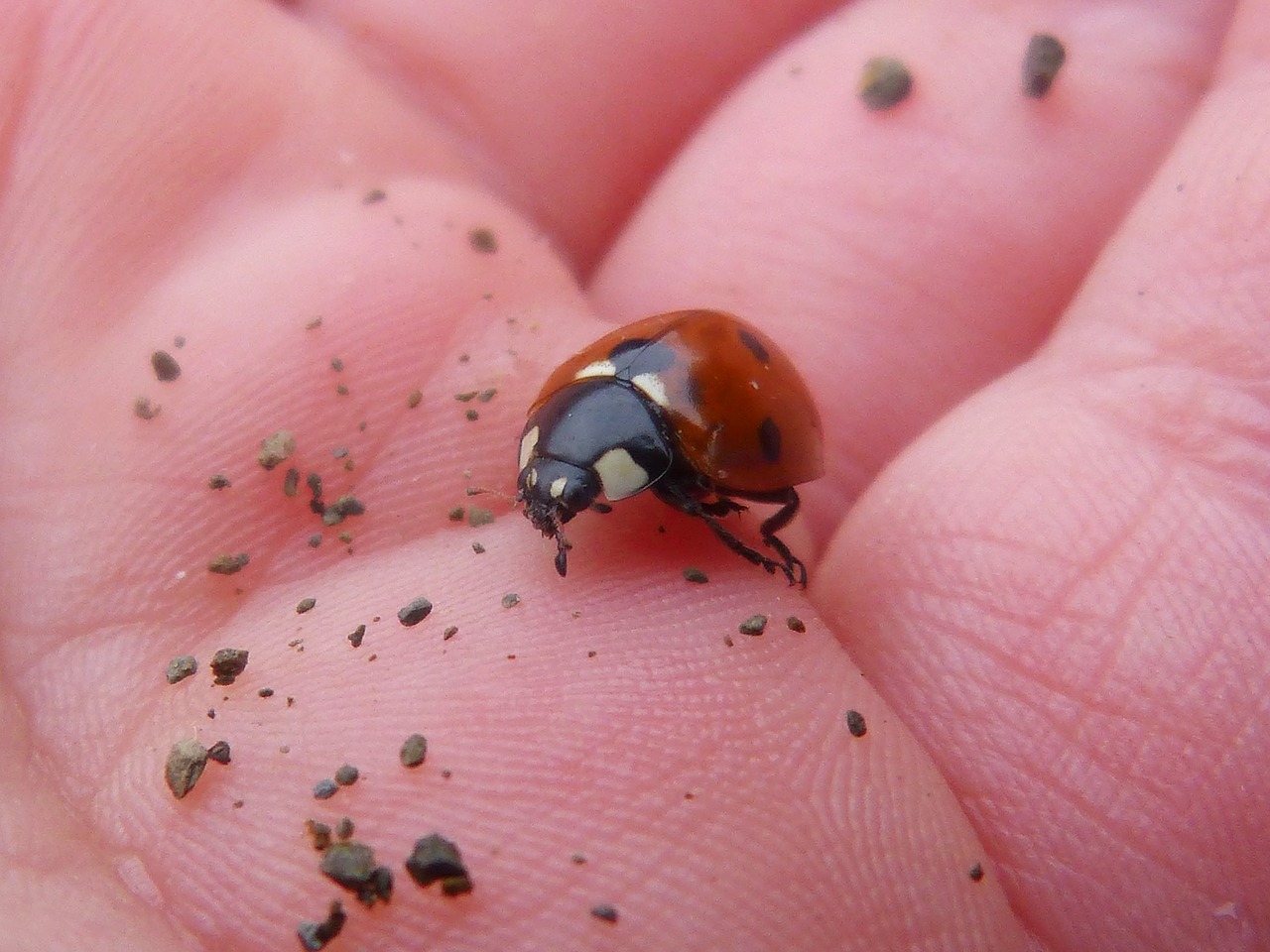 ladybug small insect free photo