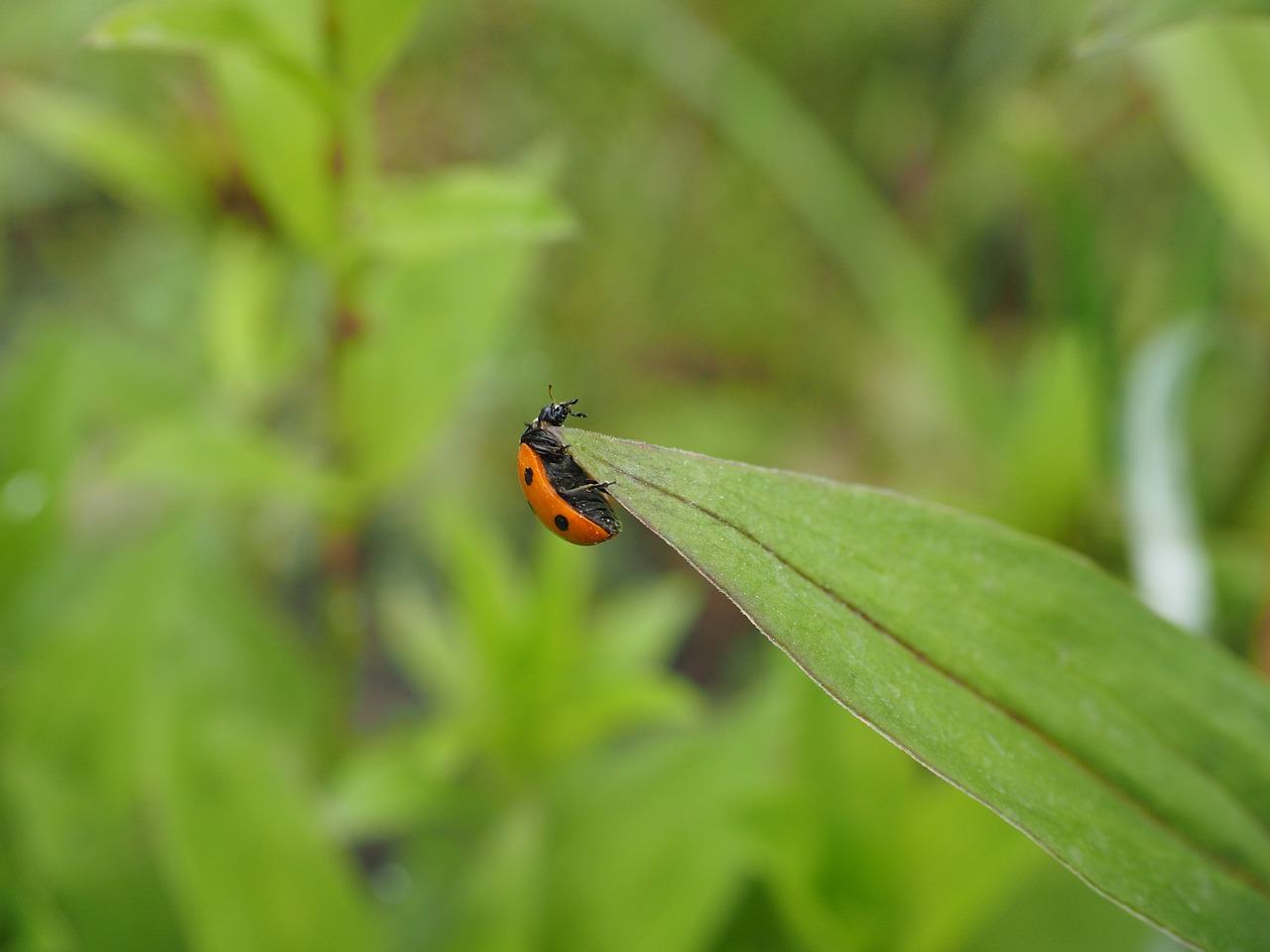 ladybug coccinellidae beetle free photo